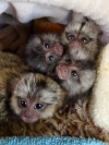 Baby Marmoset Monkeys available for Christmas